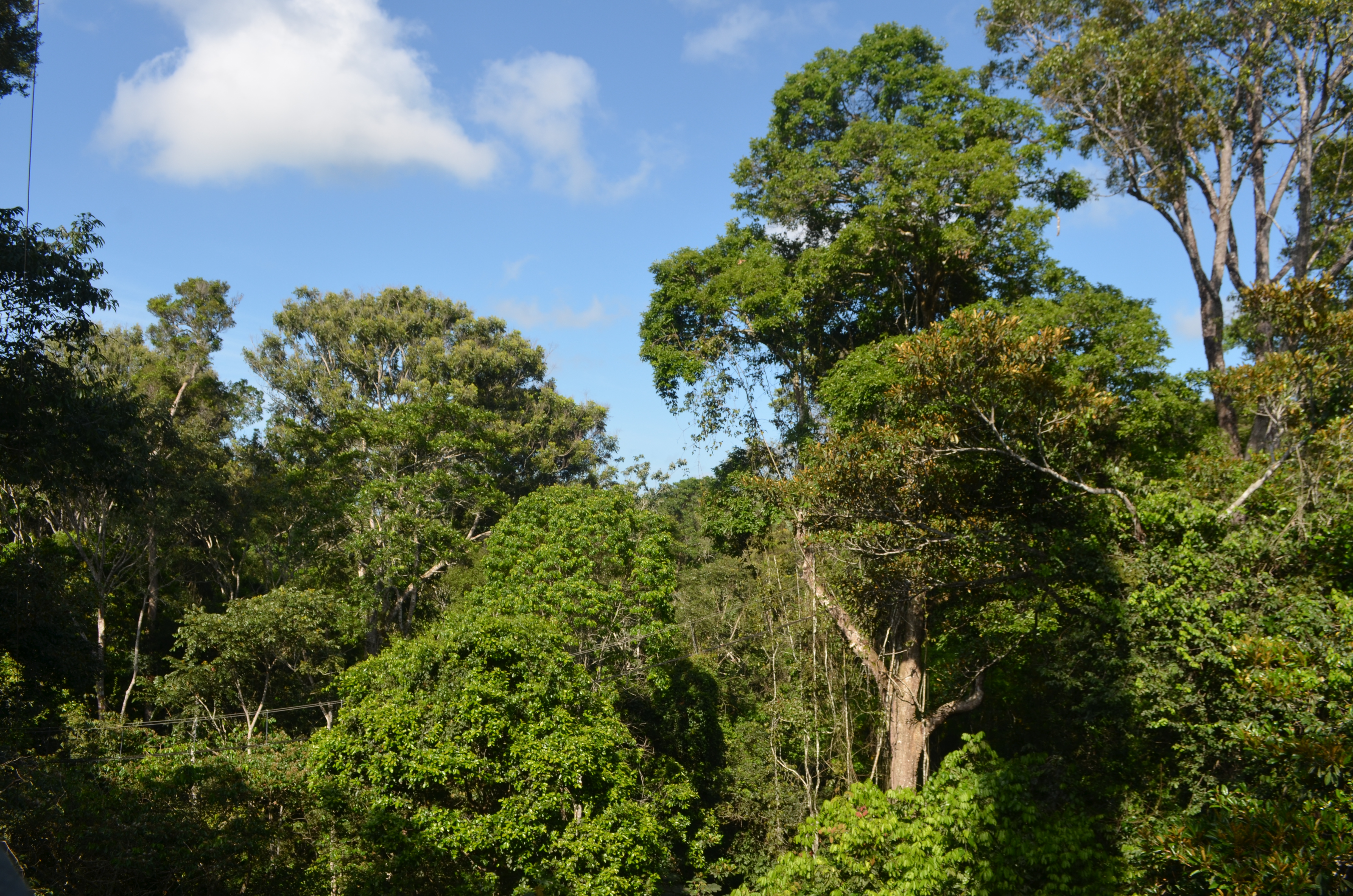 O dossel é a camada superior da floresta, onde as árvores são mais altas, e o sub-bosque é a camada inferior, com árvores menores.